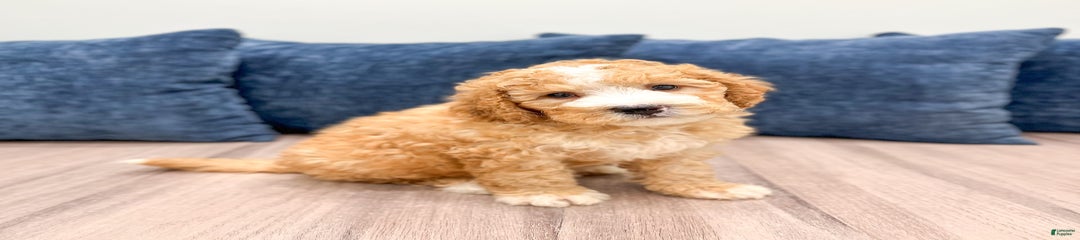 Duke