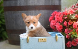 Welsh Corgi Pembroke dogs for sale: Armadillo - Image 2