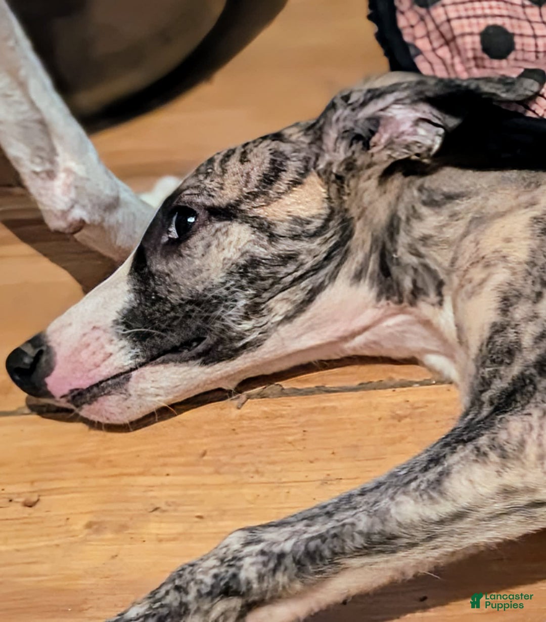 Whippet dogs for sale: Oscar - Image 7