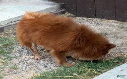 Pomeranian dogs for sale: Winston - Image 9