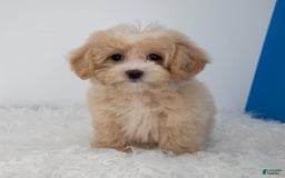 Maltipoo dogs for sale: Luciana - Image 9