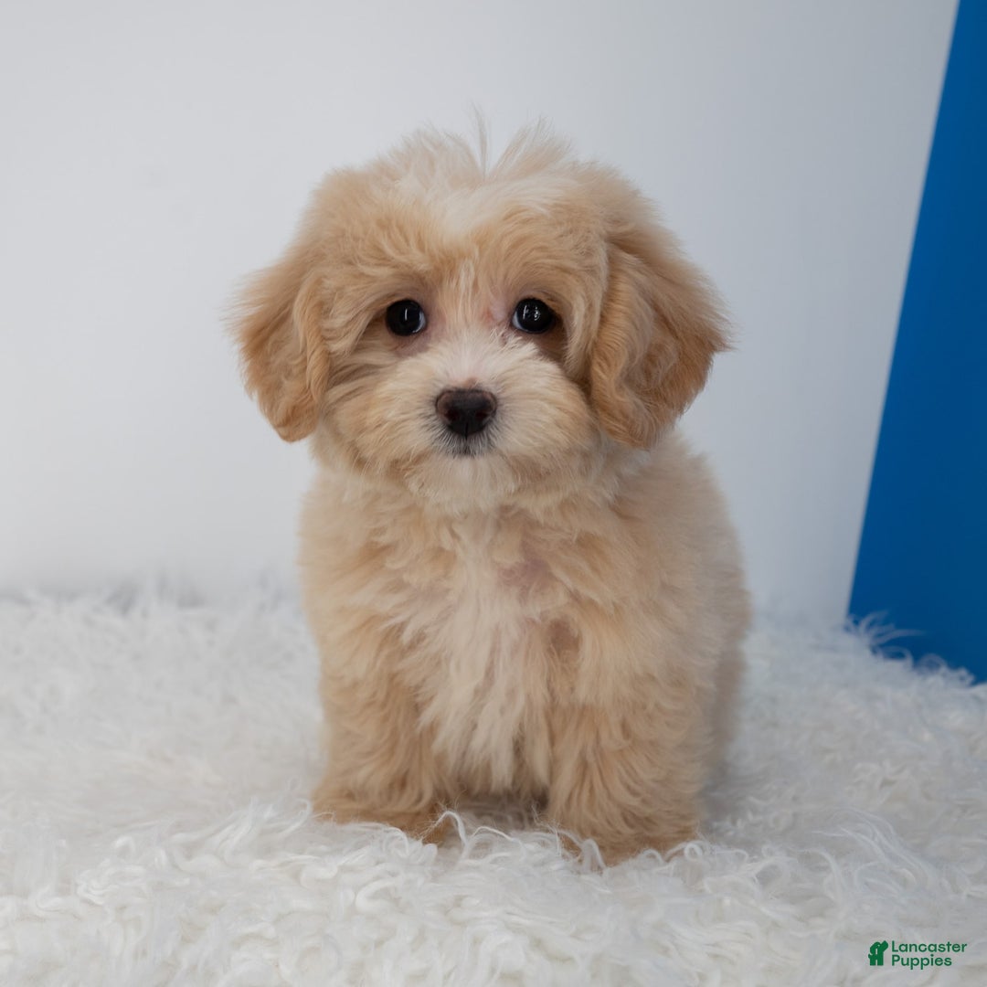 Maltipoo dogs for sale: Luciana - Image 9