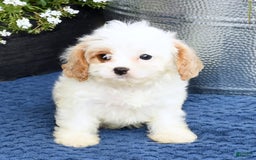 Cavapoo dogs for sale: Bailey - Image 5