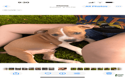 American Pit Bull Terrier dogs for sale: Auto - Image 2