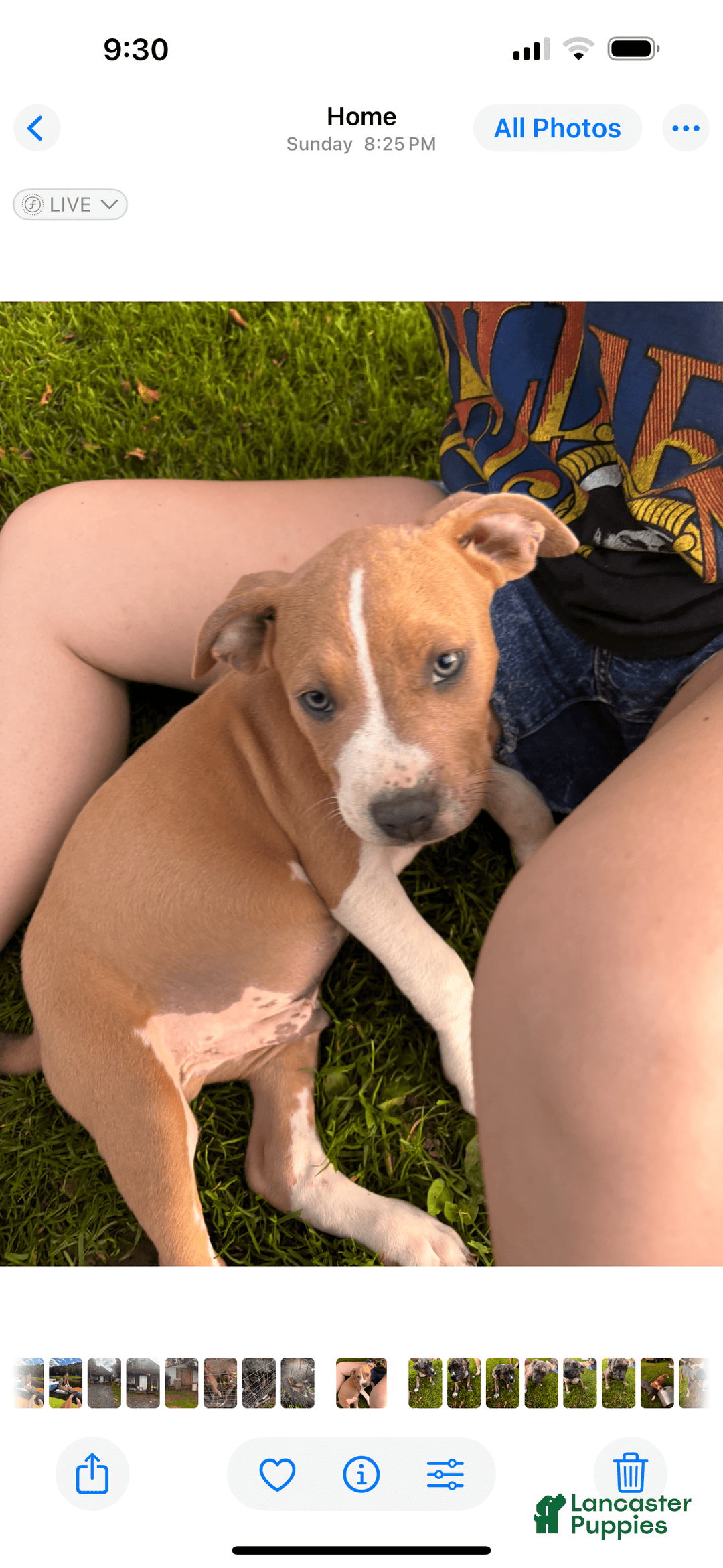 American Pit Bull Terrier dogs for sale: Auto - Image 2