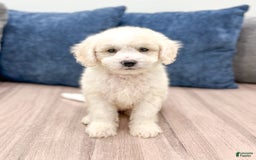  dogs for sale: Mini Goldendoodle 5 puppies - Image 22