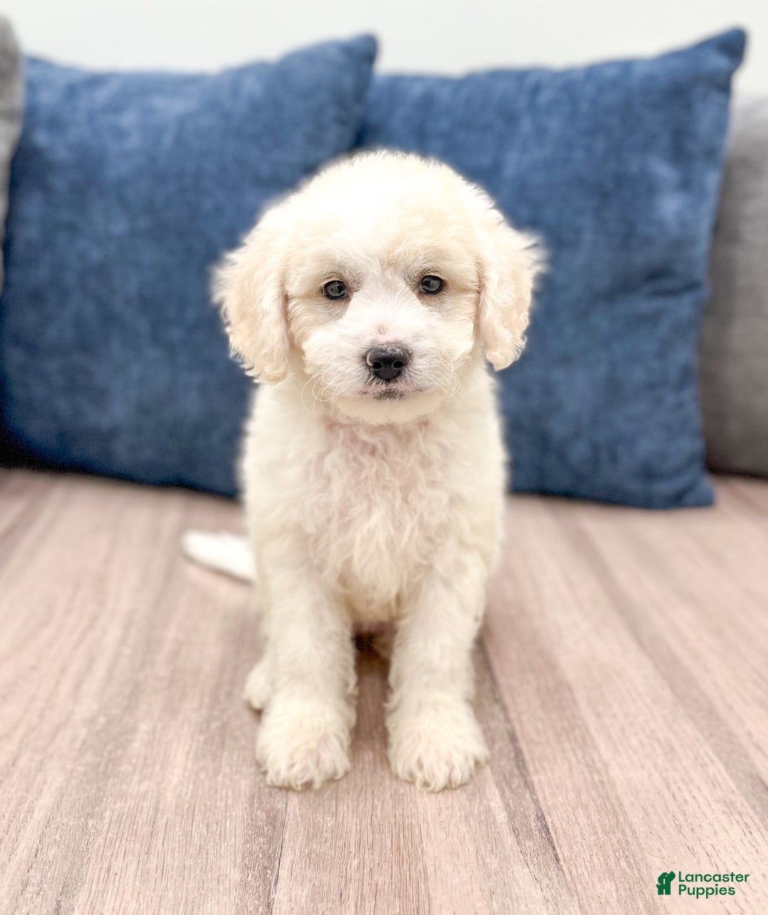  dogs for sale: Mini Goldendoodle 5 puppies - Image 22