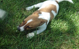 Jack Russell Terrier dogs for sale: Fillmore - Image 8