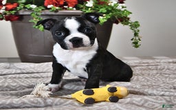 Boston Terrier dogs for sale: Lacey - Image 3