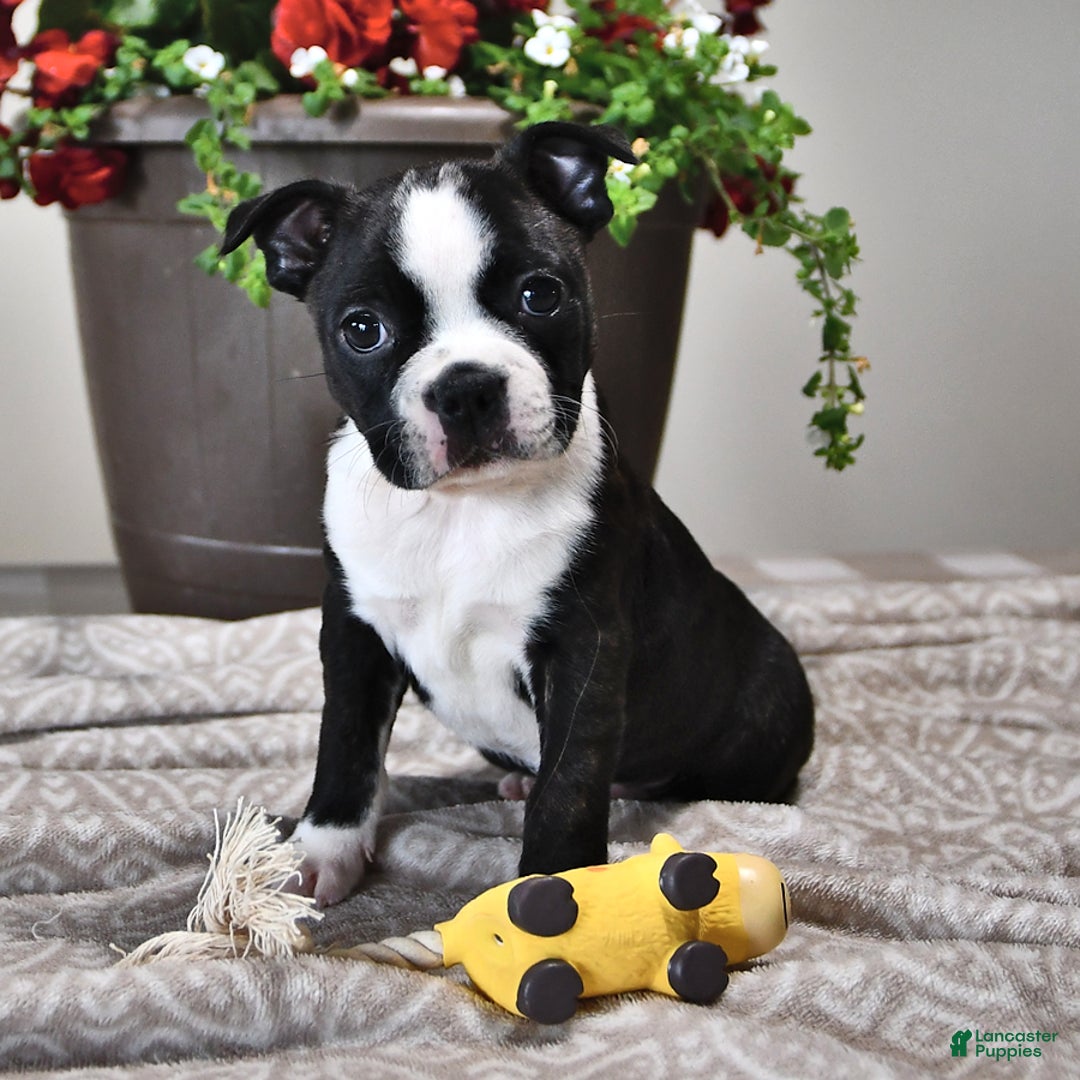 Boston Terrier dogs for sale: Lacey - Image 3