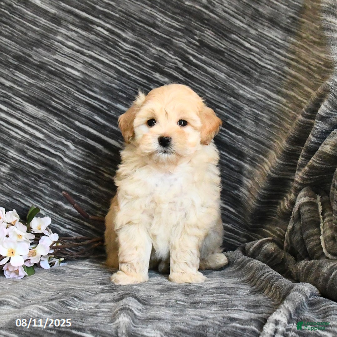 Maltipoo dogs for sale: Tinker - Image 5