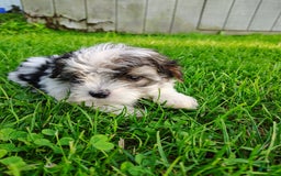 Morkie dogs for sale: Pokey - Image 1