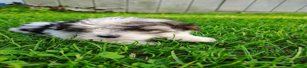 Pokey