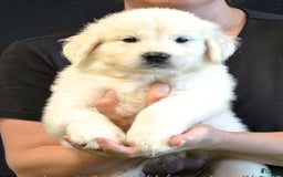Golden Retriever dogs for sale: Maddie - Image 1