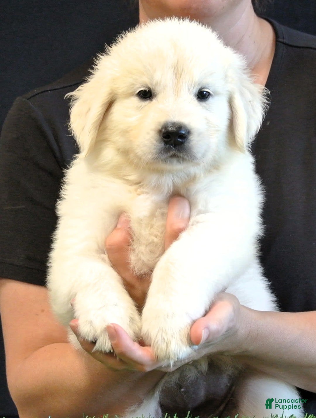 Golden Retriever dogs for sale: Maddie - Image 1