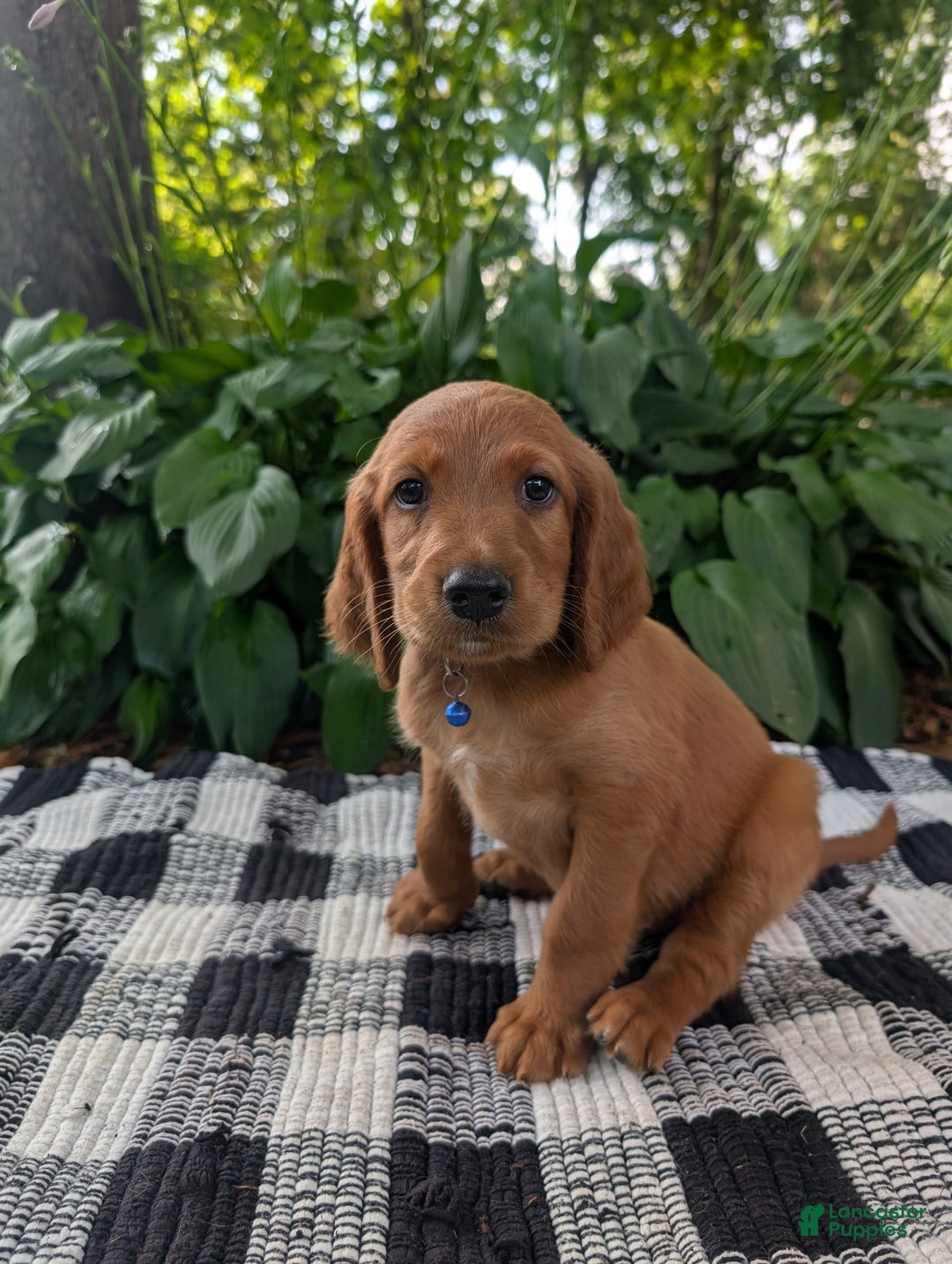 Irish Setter dogs for sale: Blue Collar - Image 1