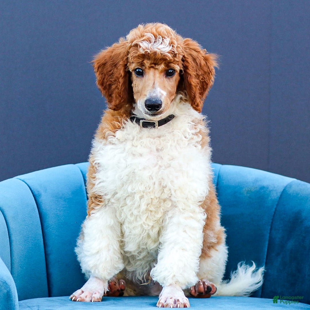 Standard Poodle dogs for sale: Rascal - Image 13