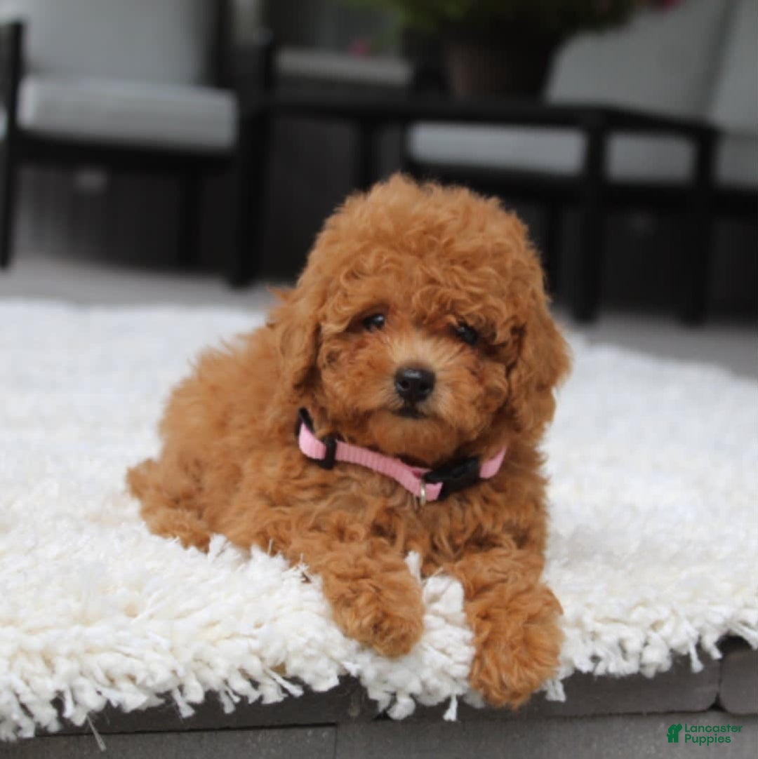 Miniature Poodle dogs for sale: Nala - Image 2