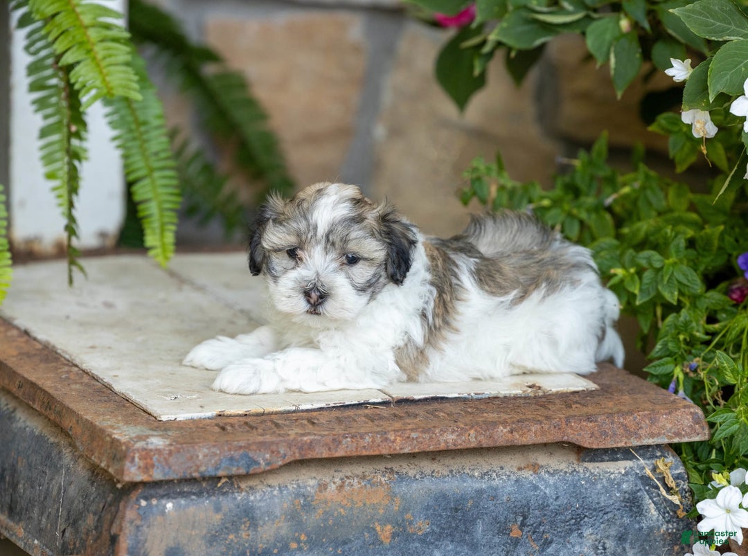 Havanese dogs for sale: Trisha - Image 2