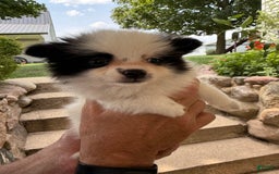 Pomeranian dogs for sale: Bear - Image 8