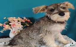 Miniature Schnauzer dogs for sale: Charlie - Image 11