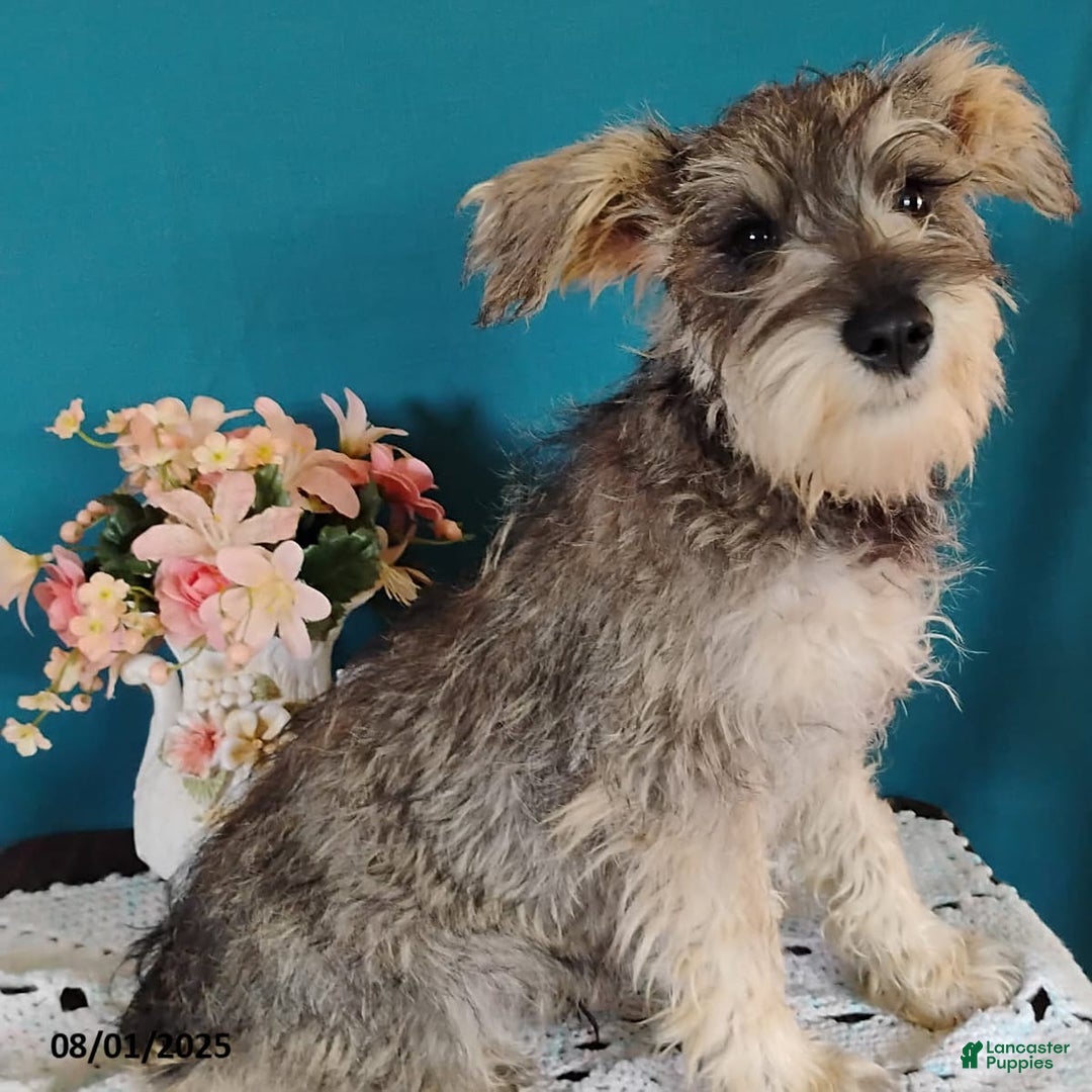 Miniature Schnauzer dogs for sale: Charlie - Image 11