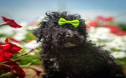 Toy Poodle dogs for sale: Toy Poodle 4 puppies - Image 19