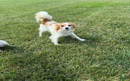 Teddy Bear dogs for sale: Evan - Image 19