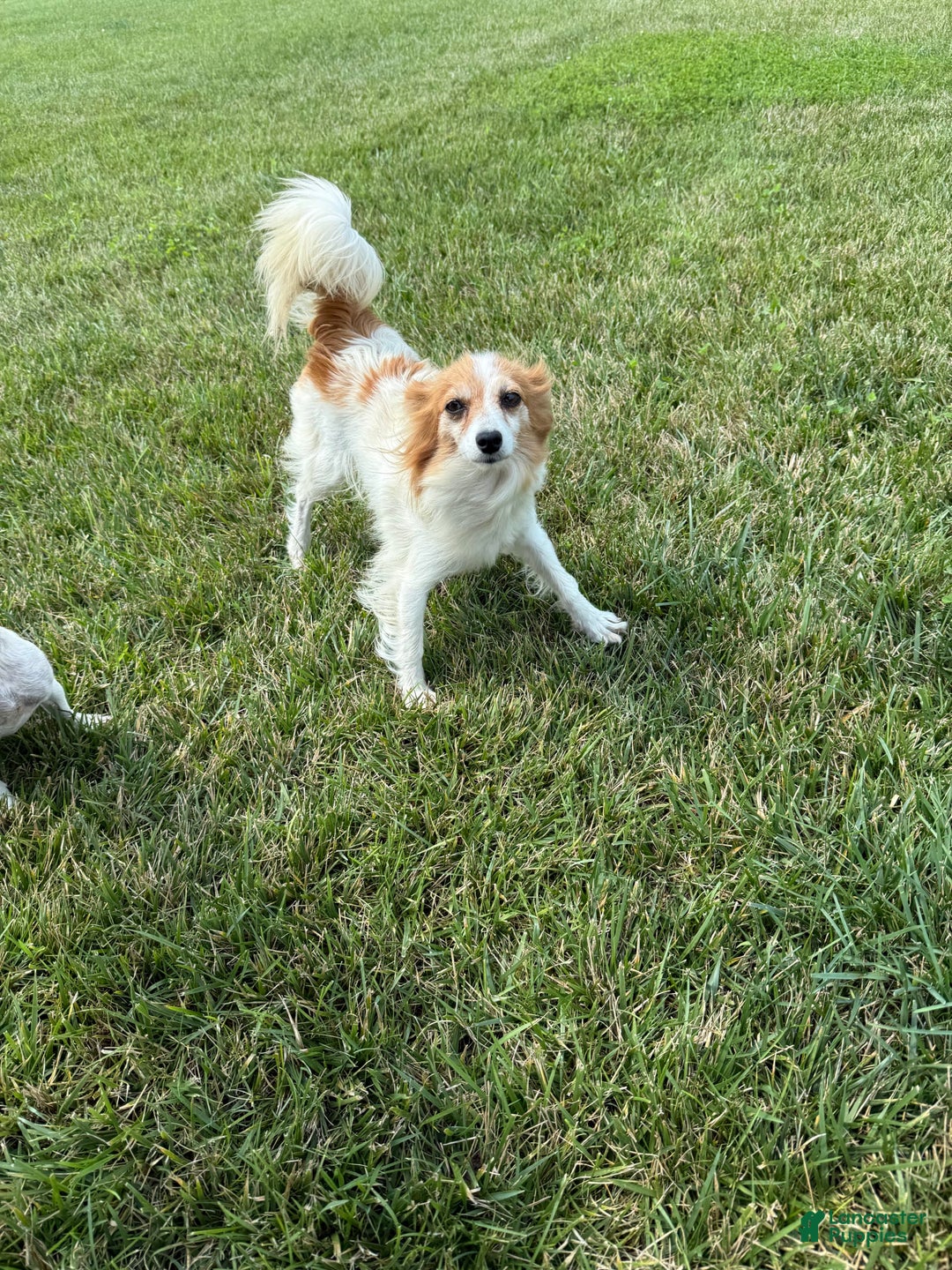 Teddy Bear dogs for sale: Evan - Image 19