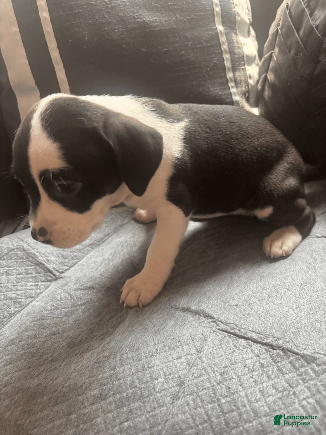 American Bully dogs for sale: Moomoo The Runt - Image 1