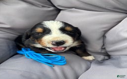 Bernese Mountain Dog dogs for sale: Blue - Image 2