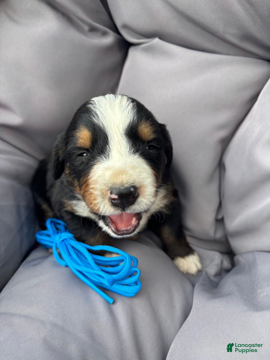Bernese Mountain Dog dogs for sale: Blue - Image 2