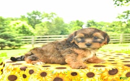 Shorkie dogs for sale: Eli - Image 3