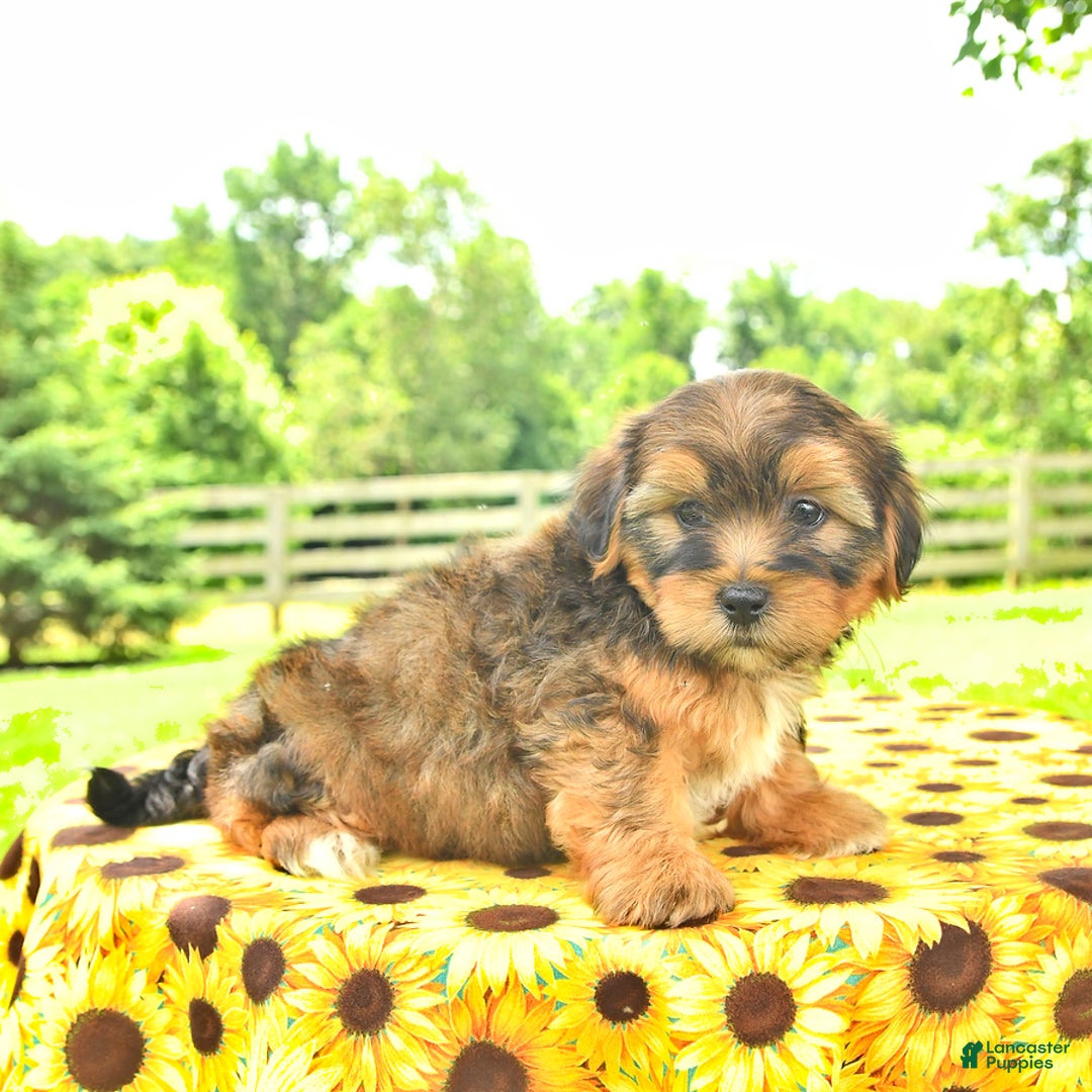 Shorkie dogs for sale: Eli - Image 3