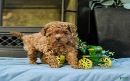 Cavapoo dogs for sale: Teddy - Image 1