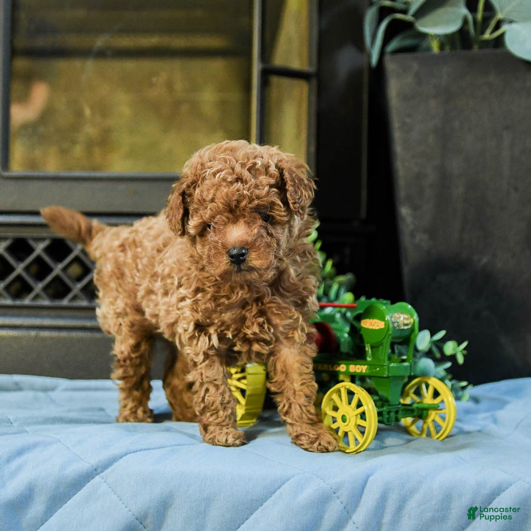 Cavapoo dogs for sale: Teddy - Image 1