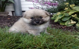 Pomeranian dogs for sale: Riley - Image 4