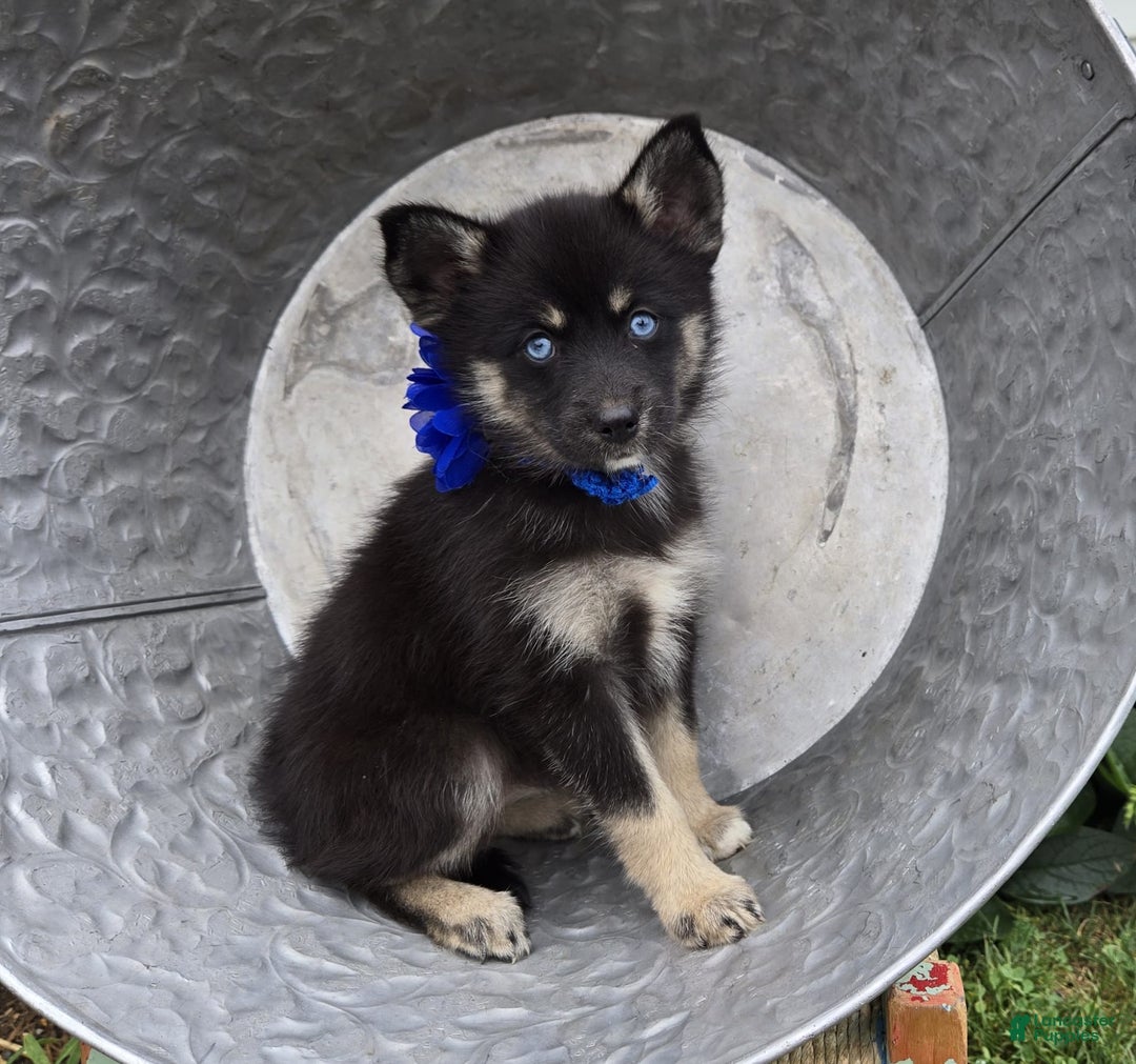 Pomsky dogs for sale: Tammy - Image 3