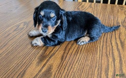 Miniature Dachshund dogs for sale: Brock - Image 3