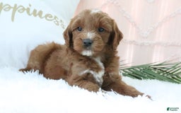 Goldendoodle dogs for sale: Nolan - Image 5