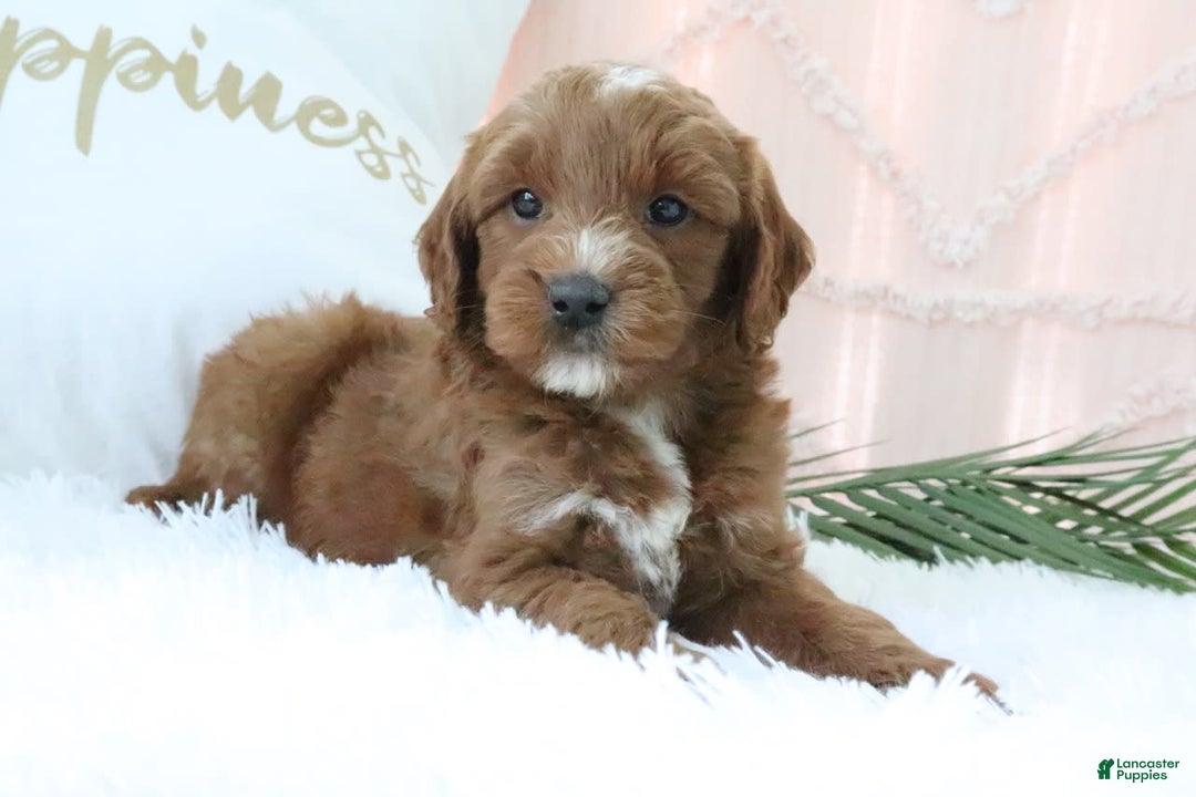 Goldendoodle dogs for sale: Nolan - Image 5