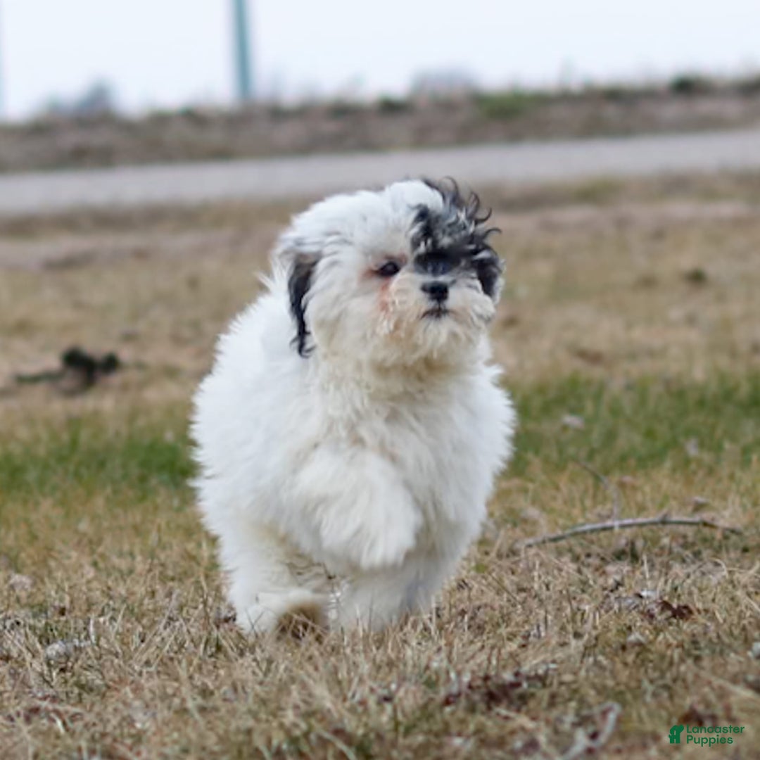 Shihpoo dogs for sale: Abby - Image 16