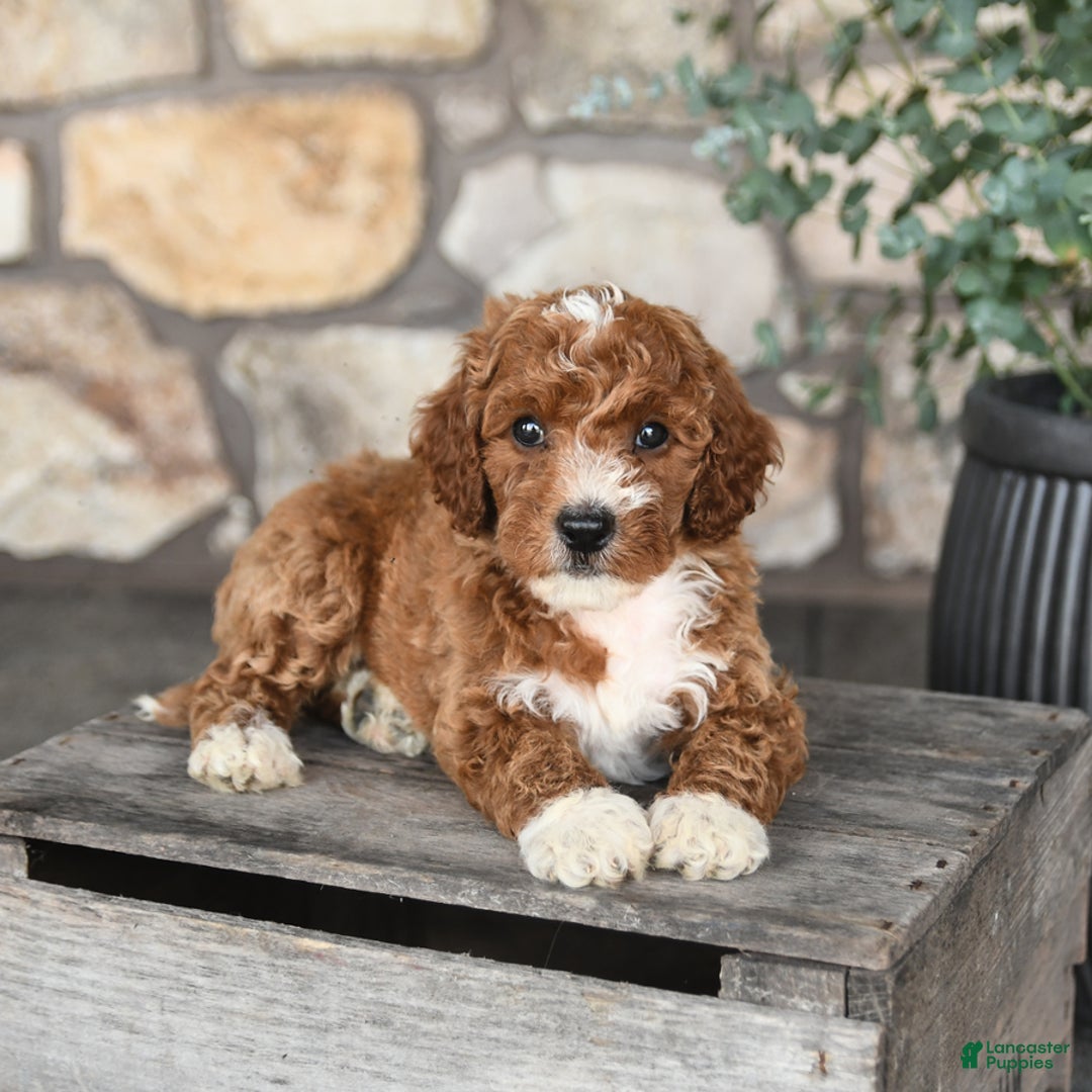 Mini Goldendoodle dogs for sale: Buddy - Image 1