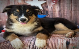Australian Shepherd dogs for sale: Purple Collar Girl - Image 6