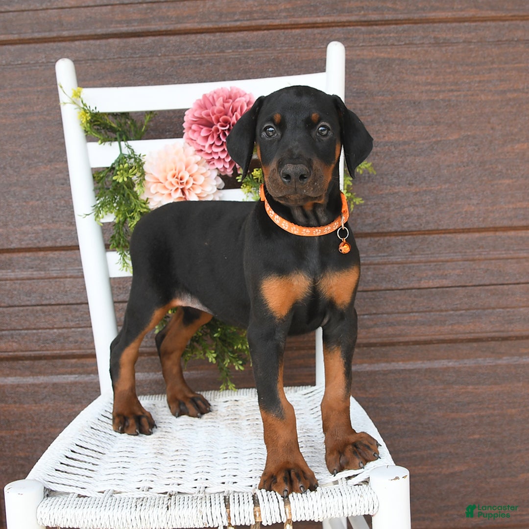 Doberman Pinscher dogs for sale: Annie - Image 2