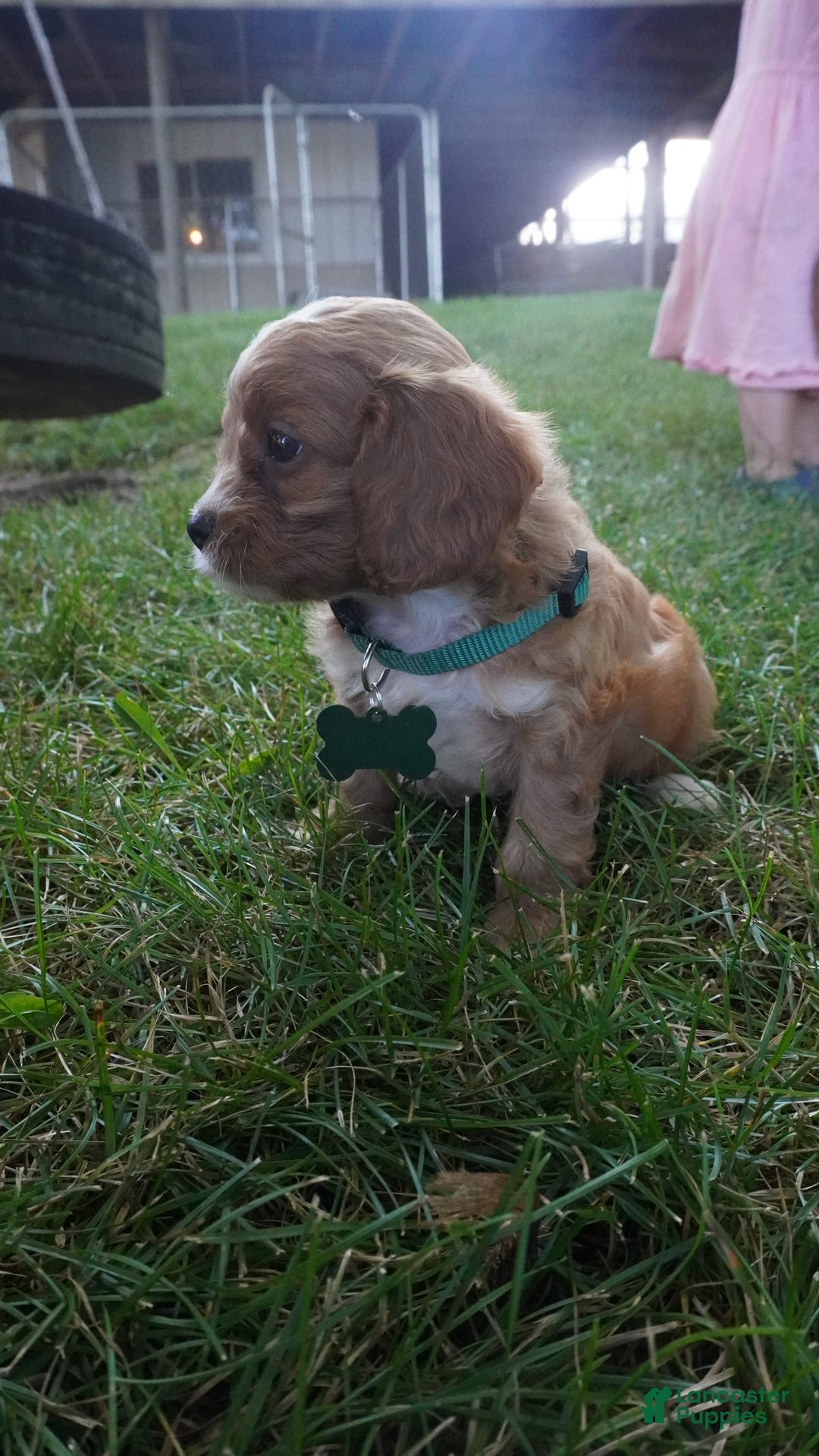 Cavapoo dogs for sale: Taffy - Image 3