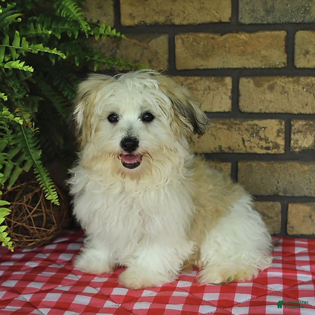 Havapoo dogs for sale: Toby - Image 7