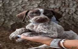 German Shorthaired Pointer dogs for sale: Bow - Image 4