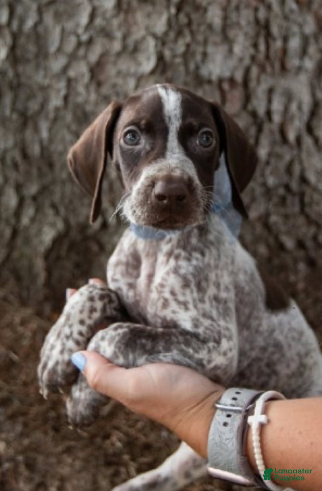 German Shorthaired Pointer dogs for sale: Bow - Image 4