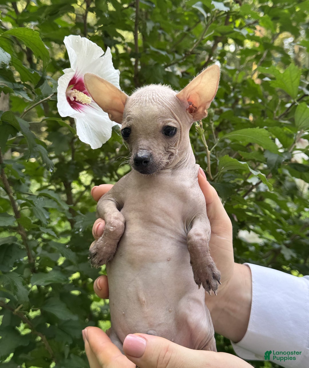 Chihuahua dogs for sale: Splinter - Image 5